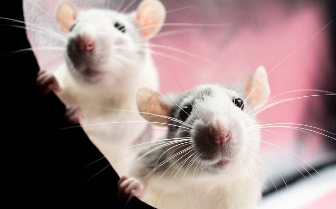 pexels-nikolett-emmert-15119330