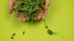 lista alimentos vegetais ricos