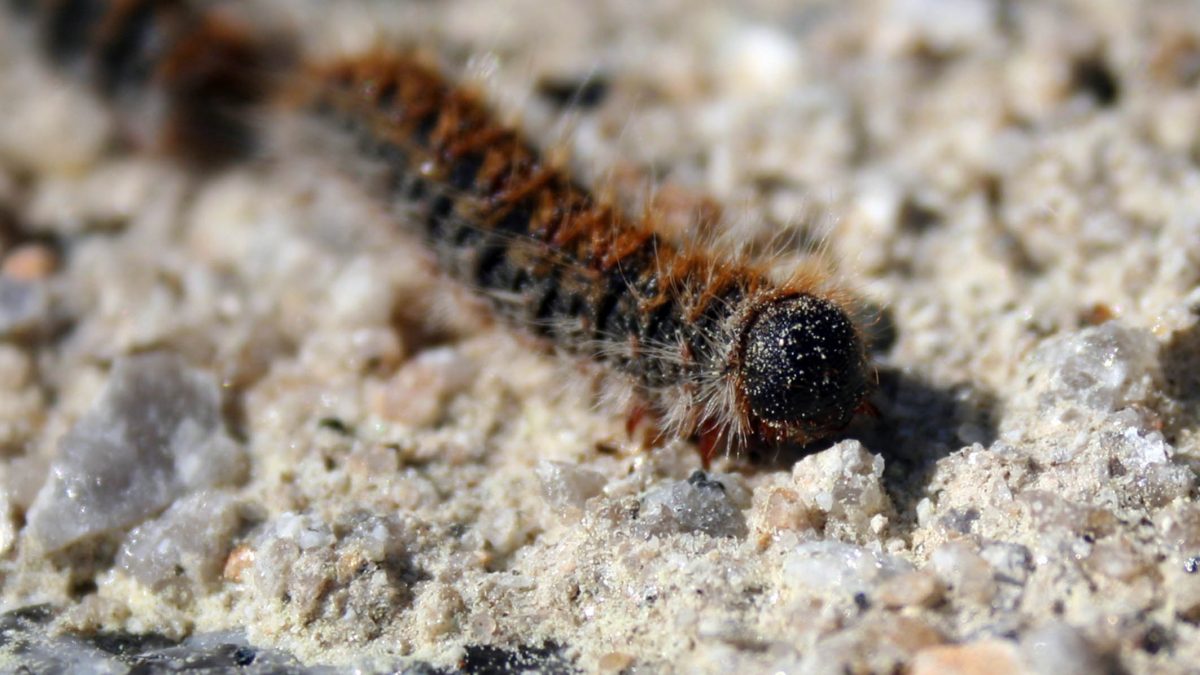 Lagartas dos PinheirosEduardo Pinto