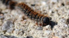 Lagartas do pinheito tóxico cuidados pessoas animais