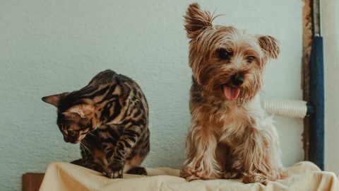 maus tratos animais maltratar tribunal constitucional