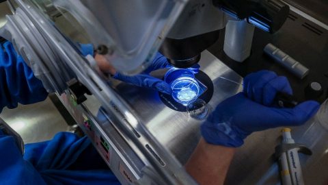 Fecundação técnica ultrassom espermatozóide