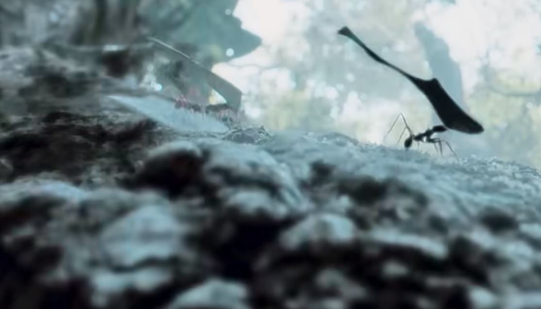 formigas rainhas National Geographic