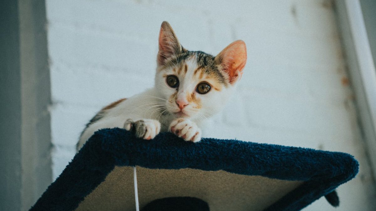 pexels-alex-hoces-16239427