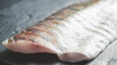 peixe estudo bacteriano antibiótico
