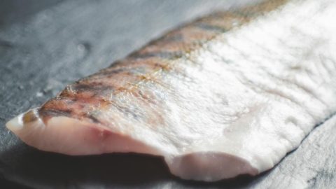 peixe estudo bacteriano antibiótico