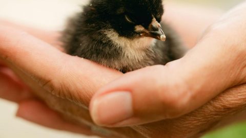 animais vírus humanos estudo transmissão revelação