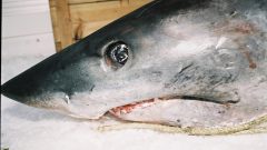 tubarão azul lagoa de óbidos alerta