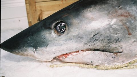 tubarão azul lagoa de óbidos alerta