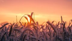 calor DGS recomendações