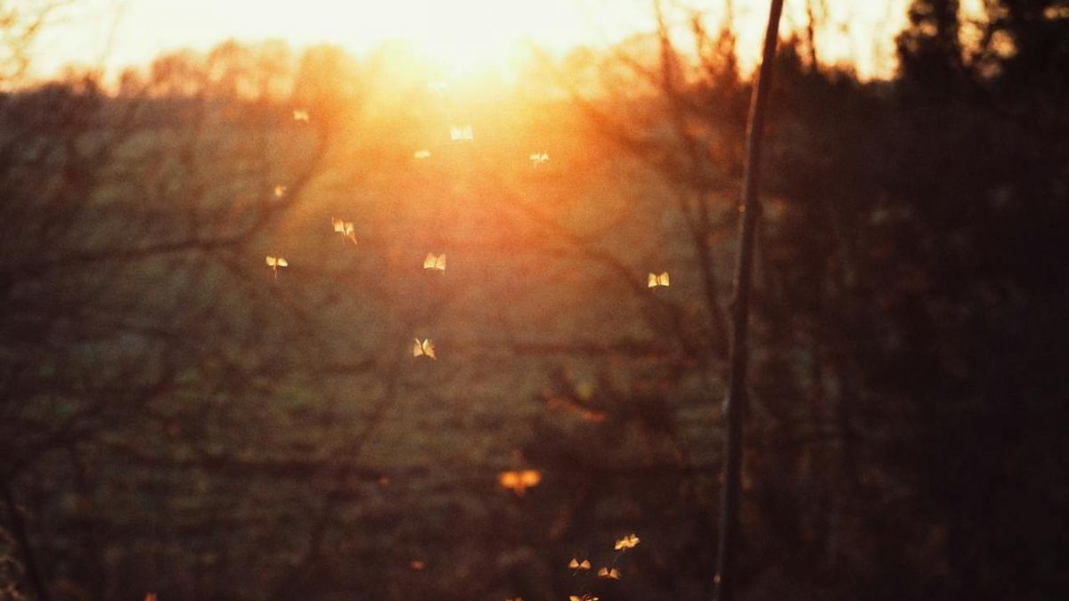 pexels-maria-kharitonova-67503386-12240156