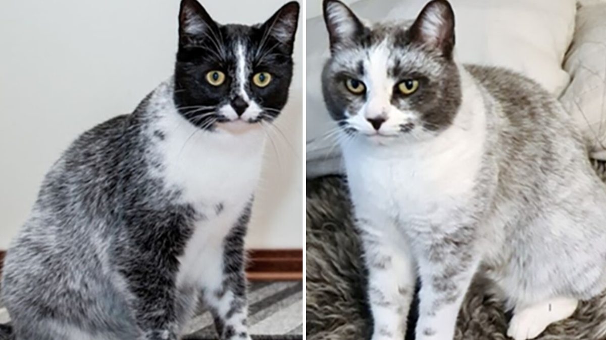 raça de gatos Europa