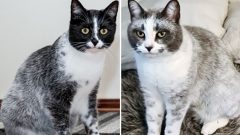 nova raça gatos Europa Finlândia alcaçuz Salmiak