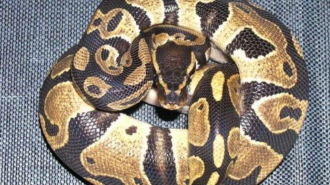 cobra pitão mulher indonésia