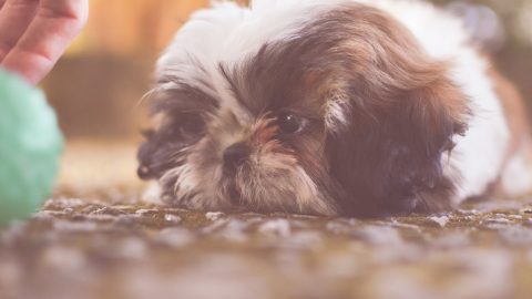 ASnimais rua mendicidade esmolas grupos organizados provedoria Lisboa Câmara campanha