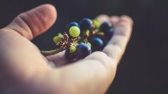 Uva engaço carne embalagem investigação UTAD