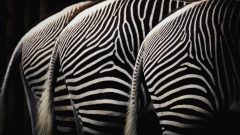 zebra animal print shopping