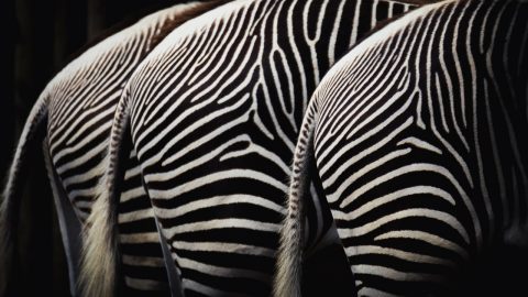 zebra animal print shopping