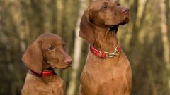 cães compreendem palavras estudo