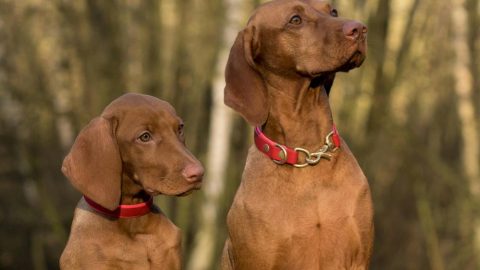 cães compreendem palavras estudo