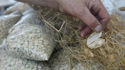 Chícharo leguminosa grão feijão tremoço Alvaiázere festival
