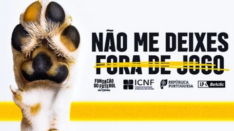 Cães primeira liga futebol adoção