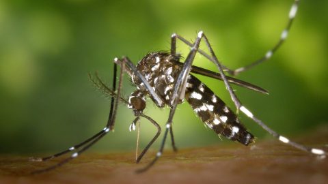 mosquitos picar humanos estudo