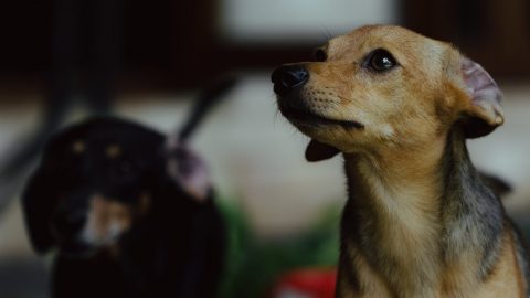 milhões de euros apoio animais esterilização centros OE2025