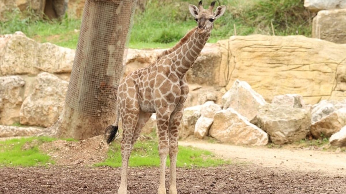 Girafa Zoo