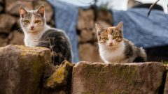 animais domésticos multas oferecer