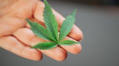 canabidiol Infarmed retirada mercado